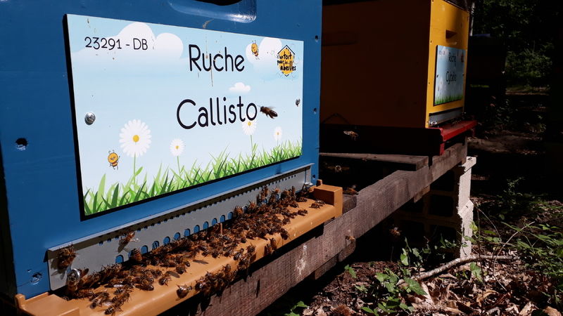 La ruche Callisto