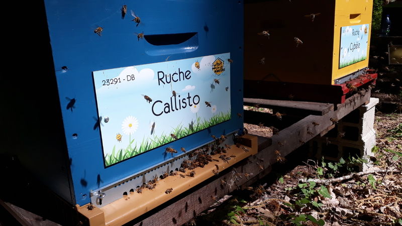 La ruche Callisto