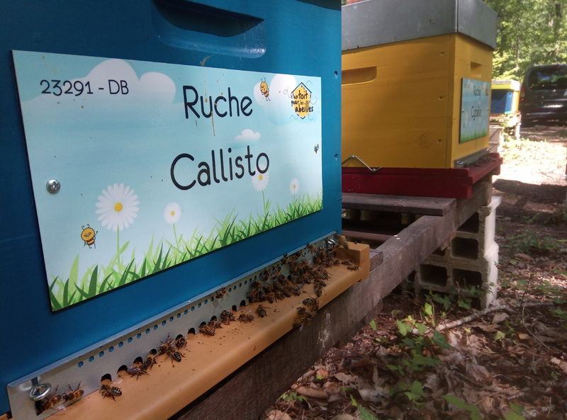 La ruche Callisto