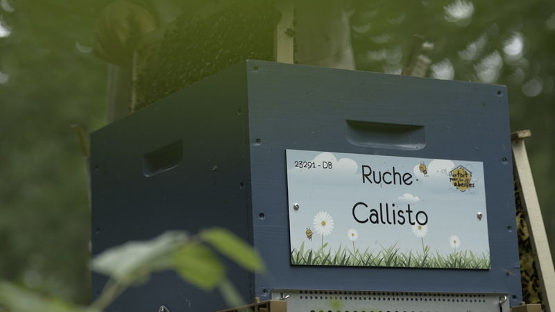 La ruche Callisto