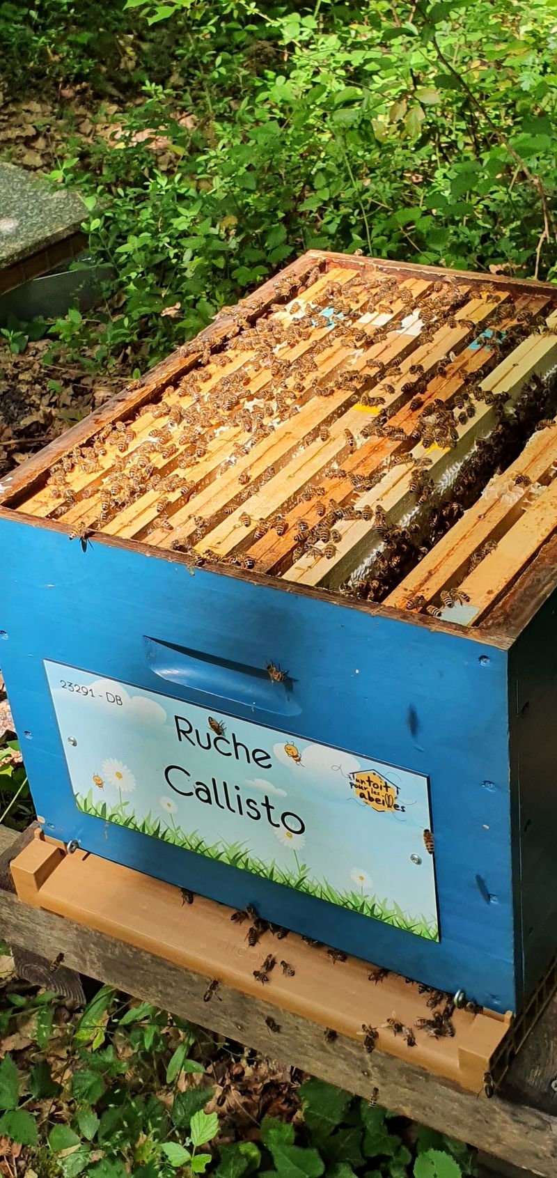 La ruche Callisto