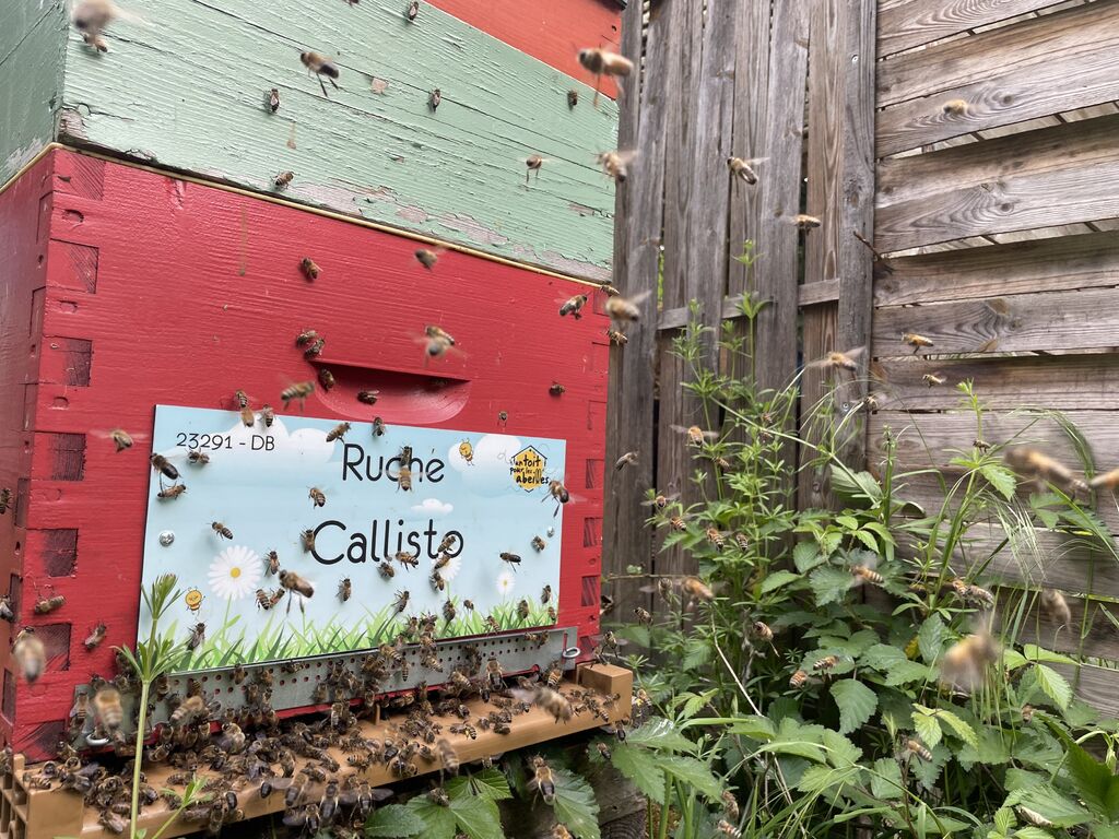 La ruche Callisto