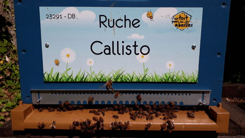 La ruche Callisto