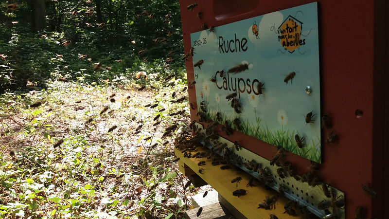 La ruche Calypso
