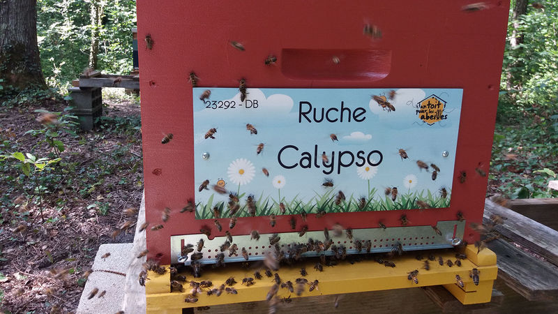 La ruche Calypso