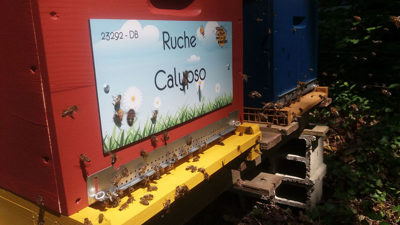 La ruche