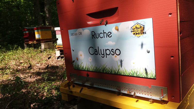 La ruche Calypso