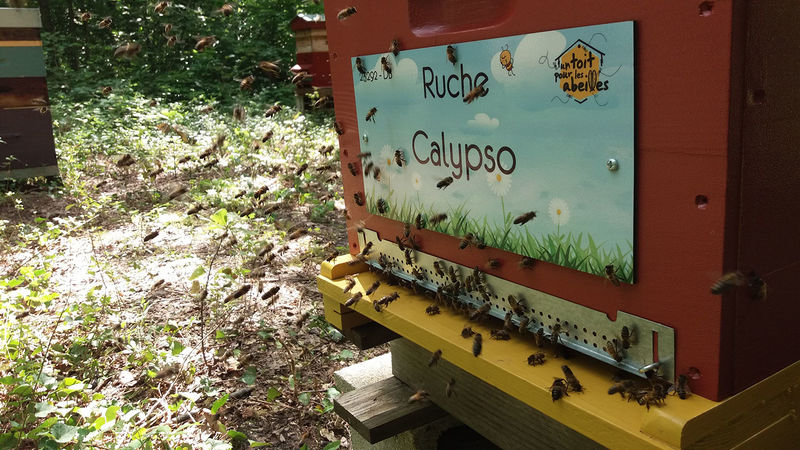 La ruche Calypso