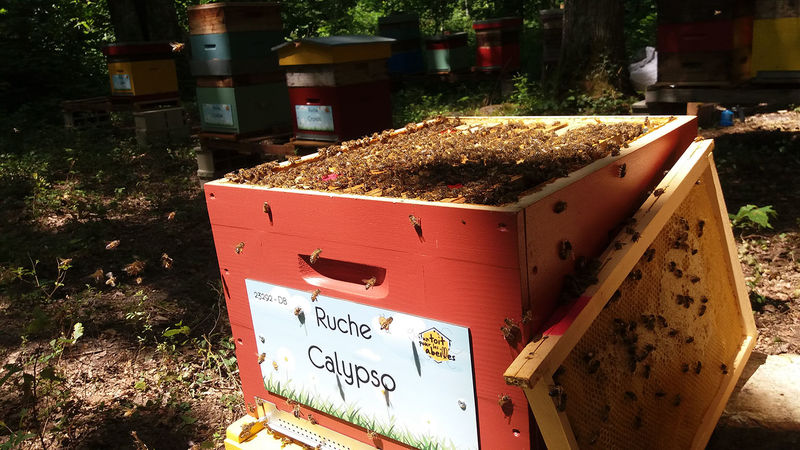 La ruche Calypso