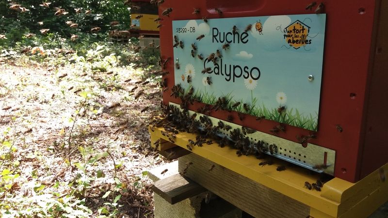La ruche Calypso