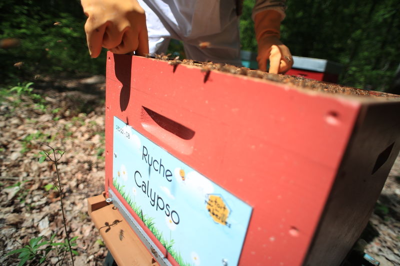 La ruche Calypso