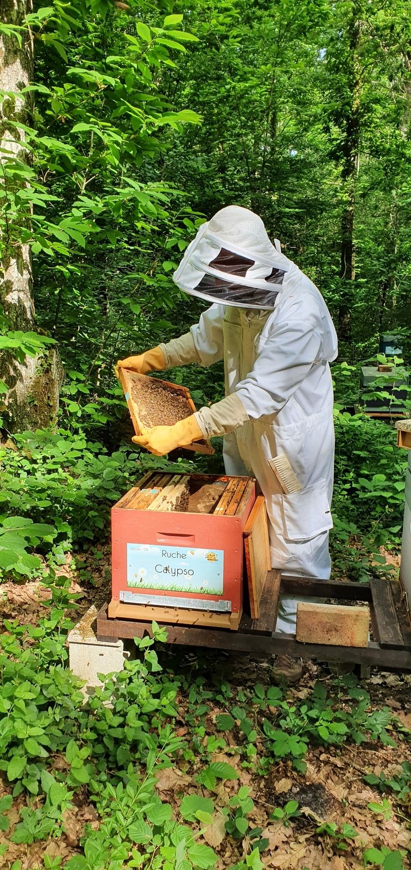 La ruche Calypso