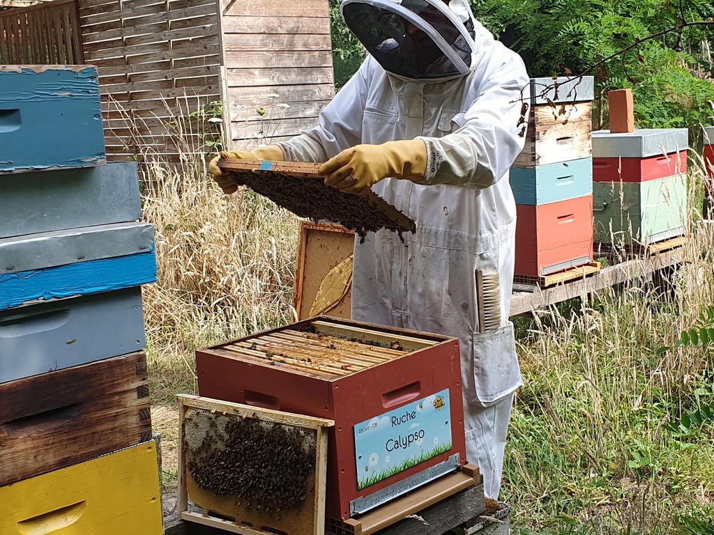 La ruche Calypso