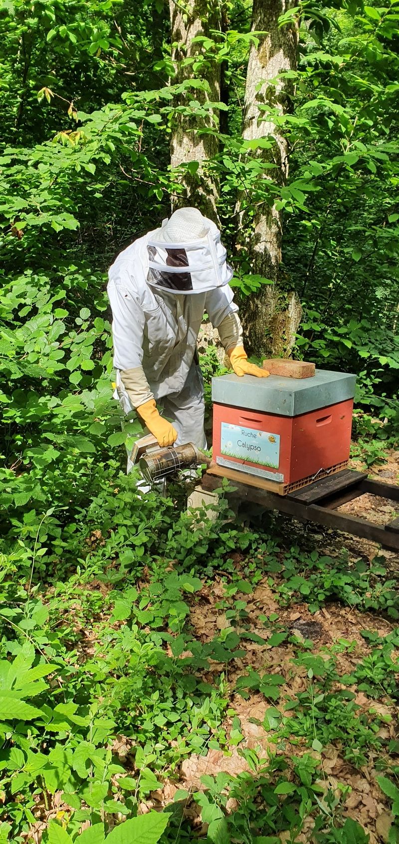 La ruche Calypso