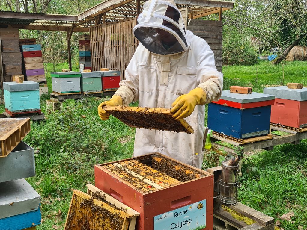La ruche Calypso