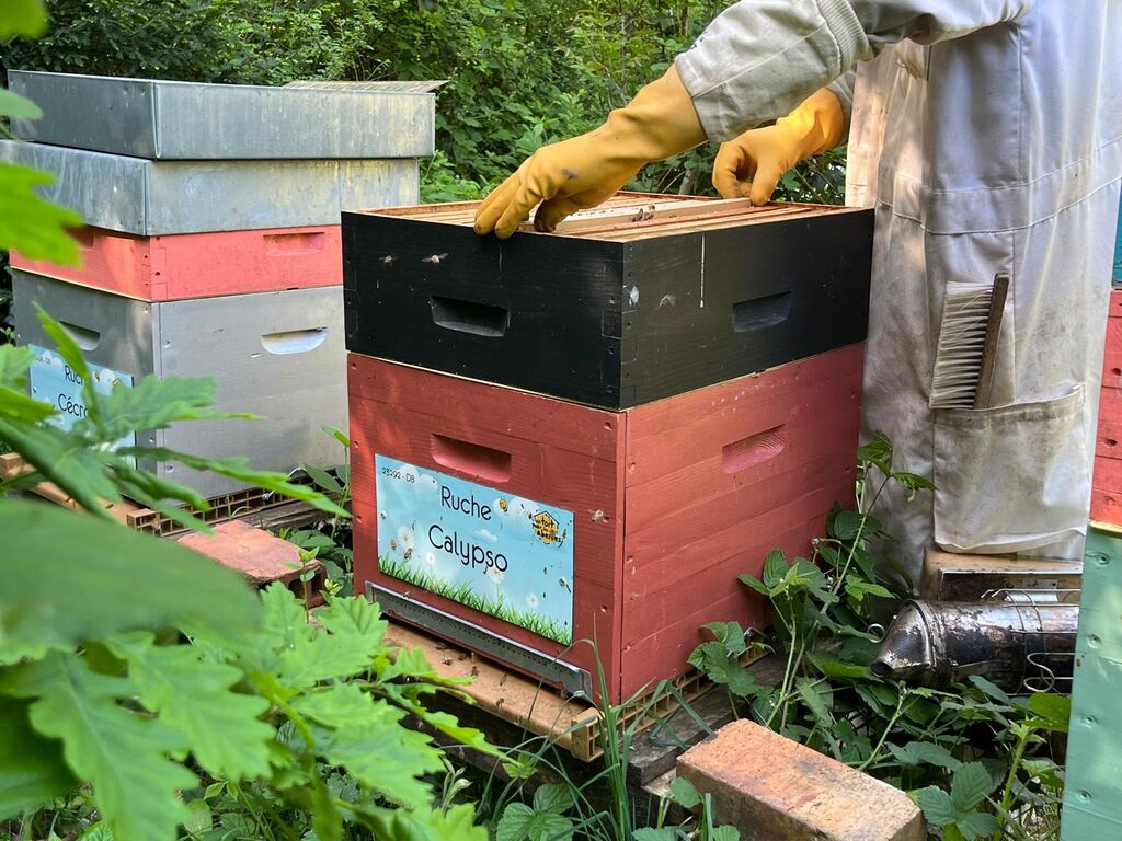 La ruche Calypso