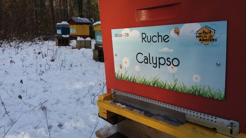 La ruche Calypso