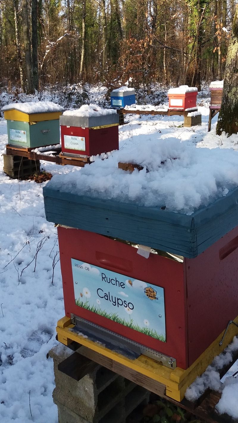 La ruche Calypso