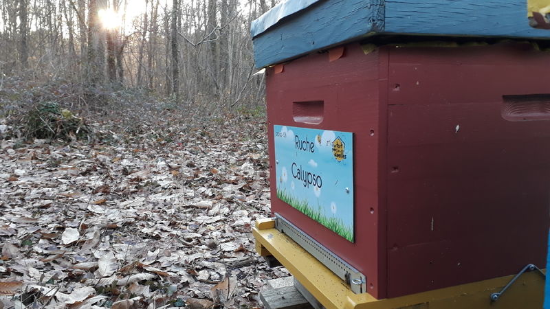 La ruche Calypso