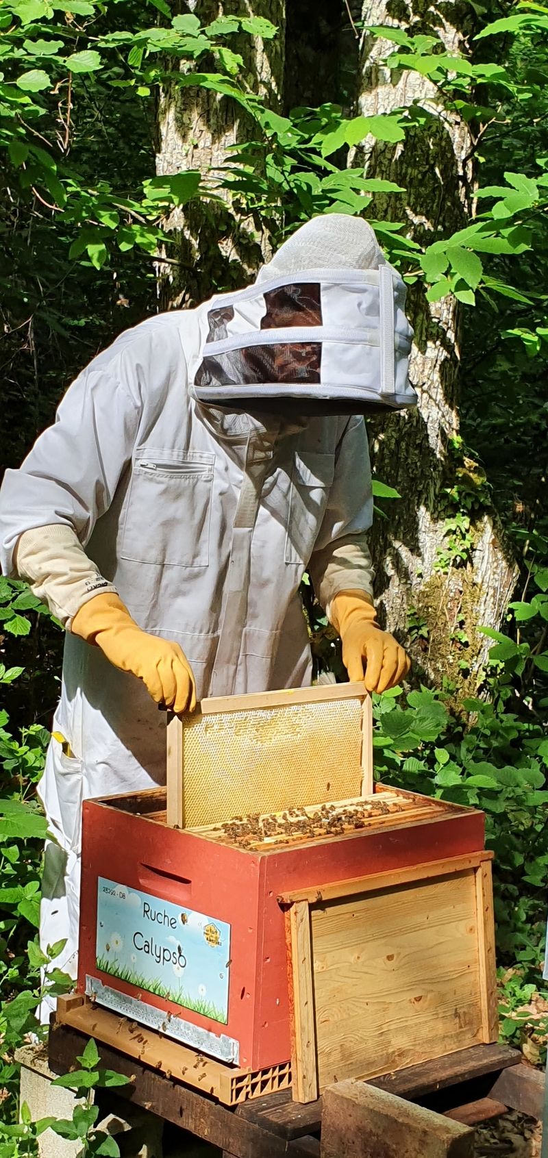 La ruche Calypso