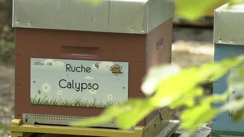 La ruche Calypso