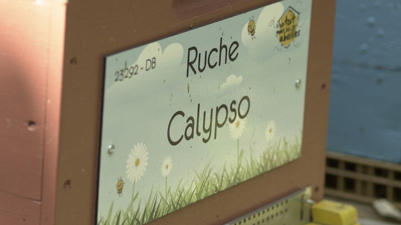 La ruche Calypso