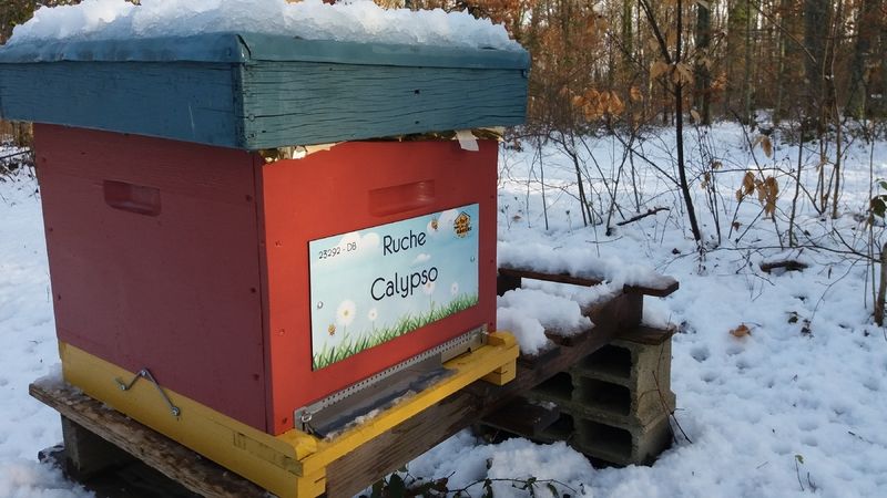 La ruche Calypso
