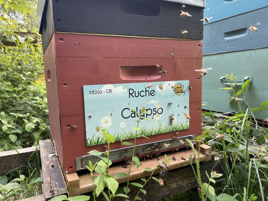 La ruche Calypso