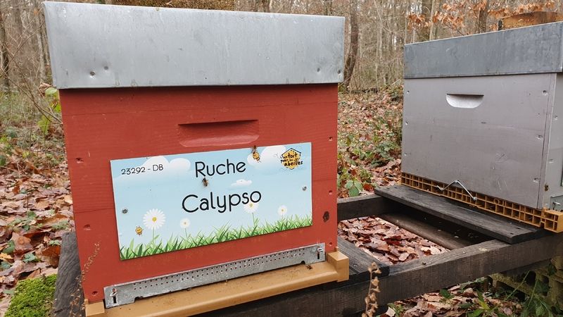 La ruche Calypso