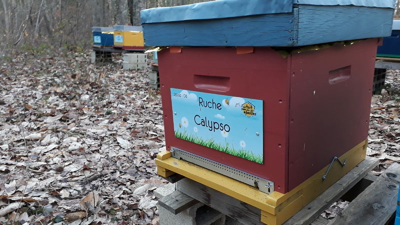 La ruche Calypso