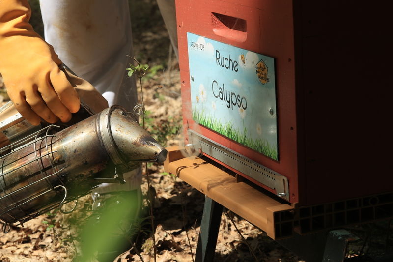 La ruche Calypso