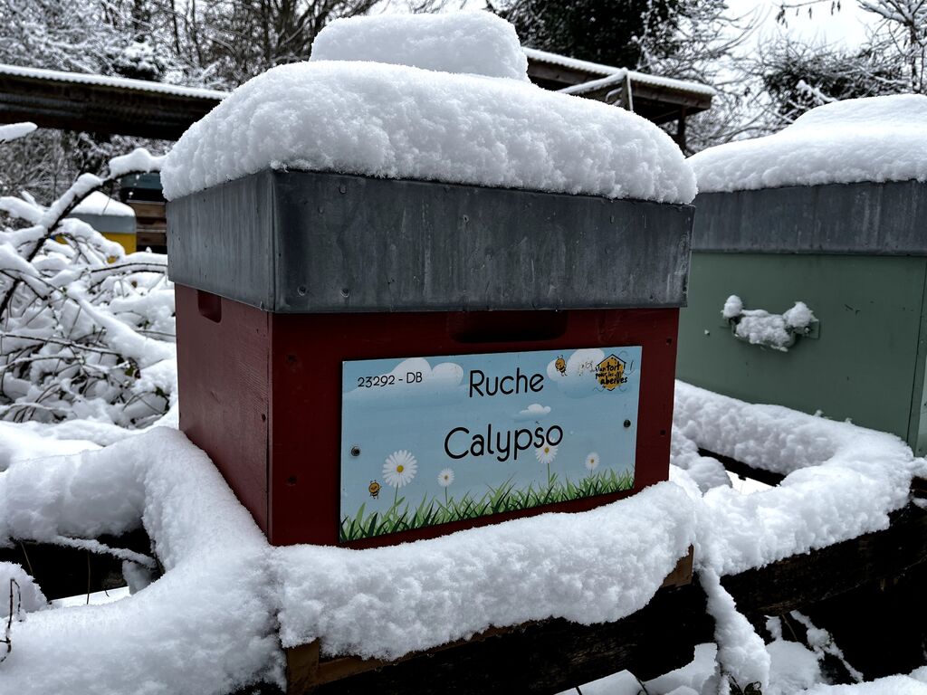 La ruche Calypso