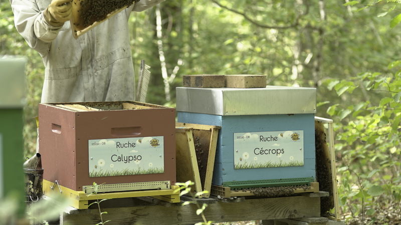 La ruche Calypso