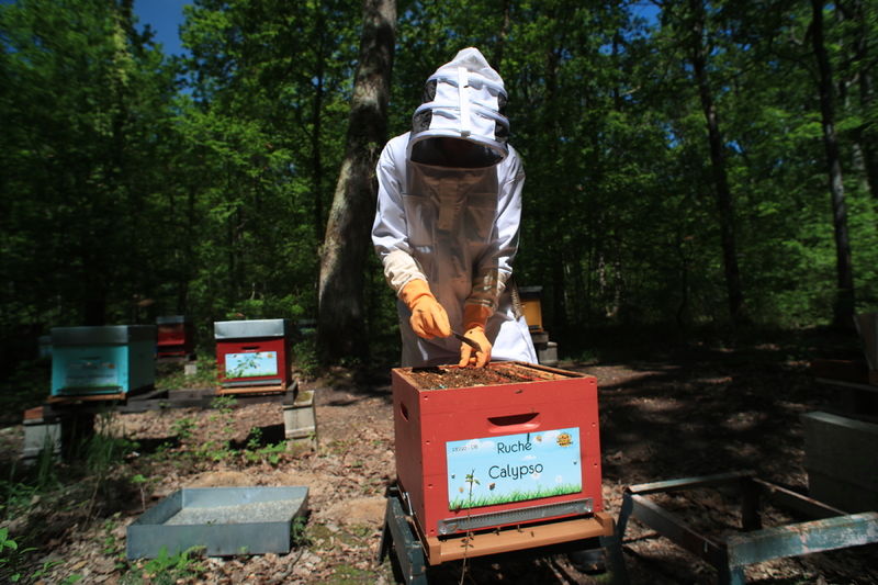 La ruche Calypso