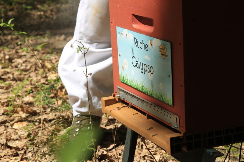 La ruche Calypso