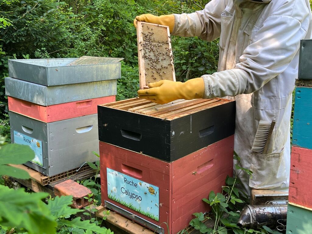 La ruche Calypso