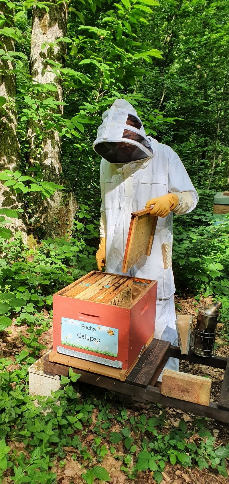 La ruche Calypso