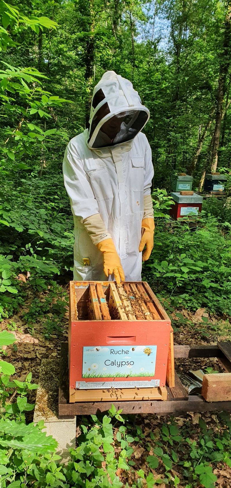 La ruche Calypso
