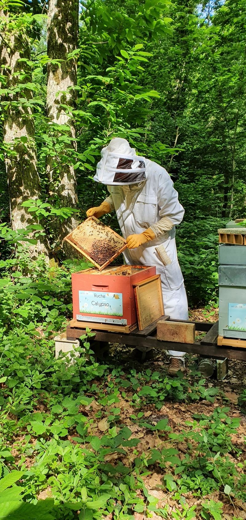 La ruche Calypso