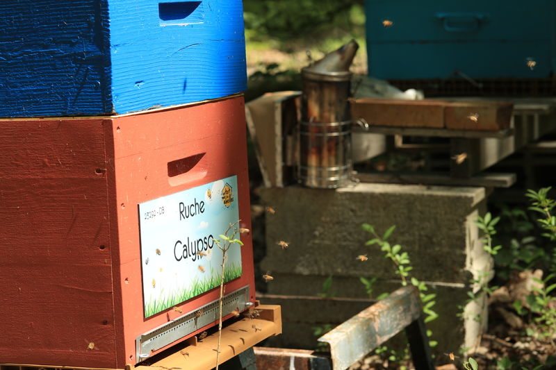 La ruche Calypso