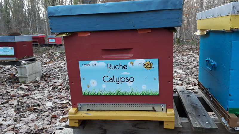 La ruche Calypso