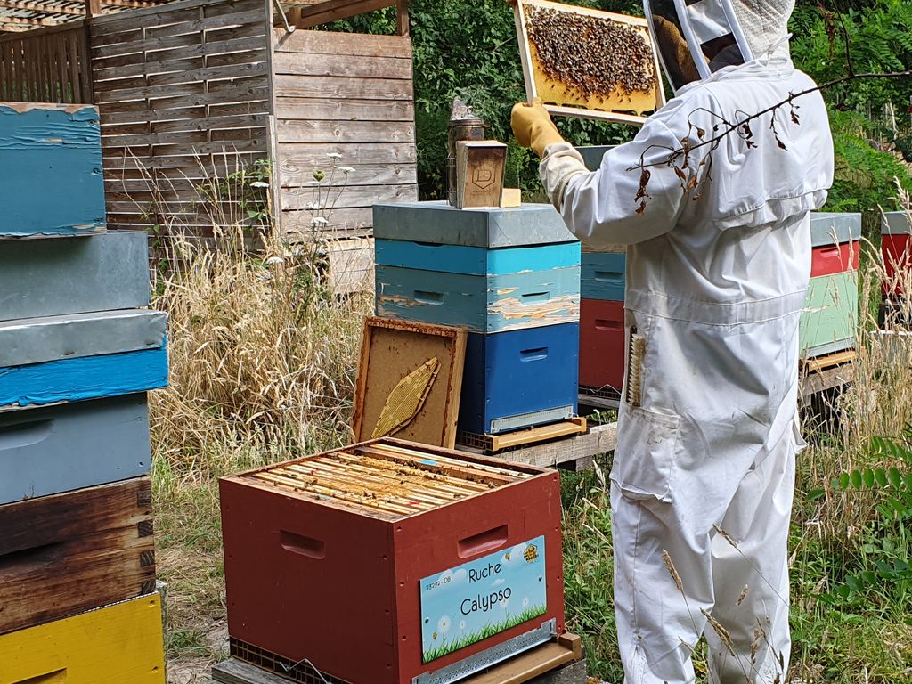 La ruche Calypso