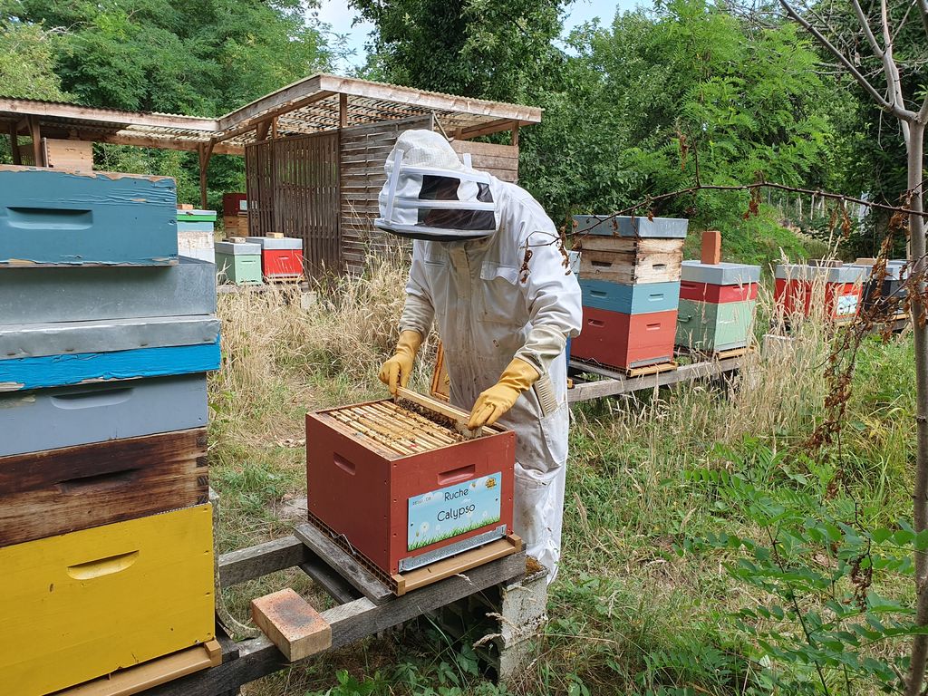 La ruche Calypso