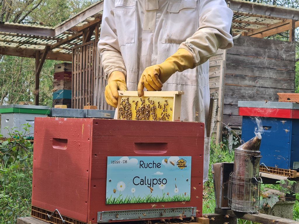 La ruche Calypso