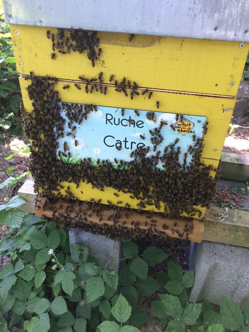 La ruche Catre