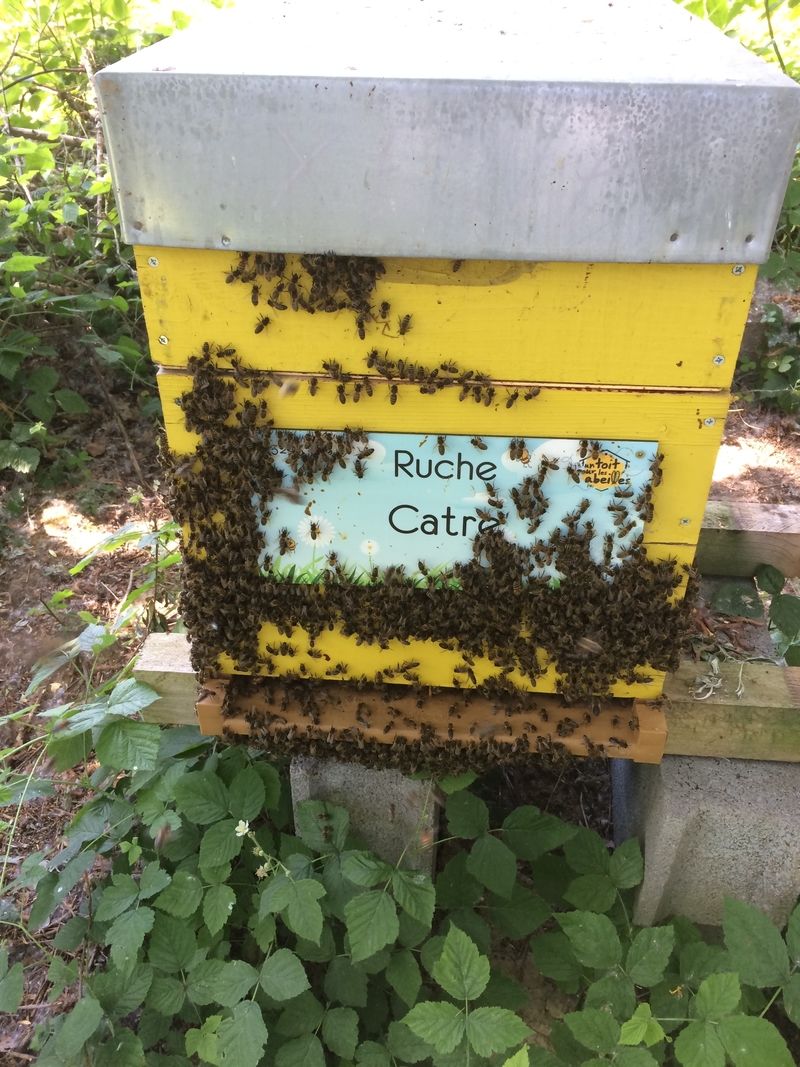 La ruche Catre