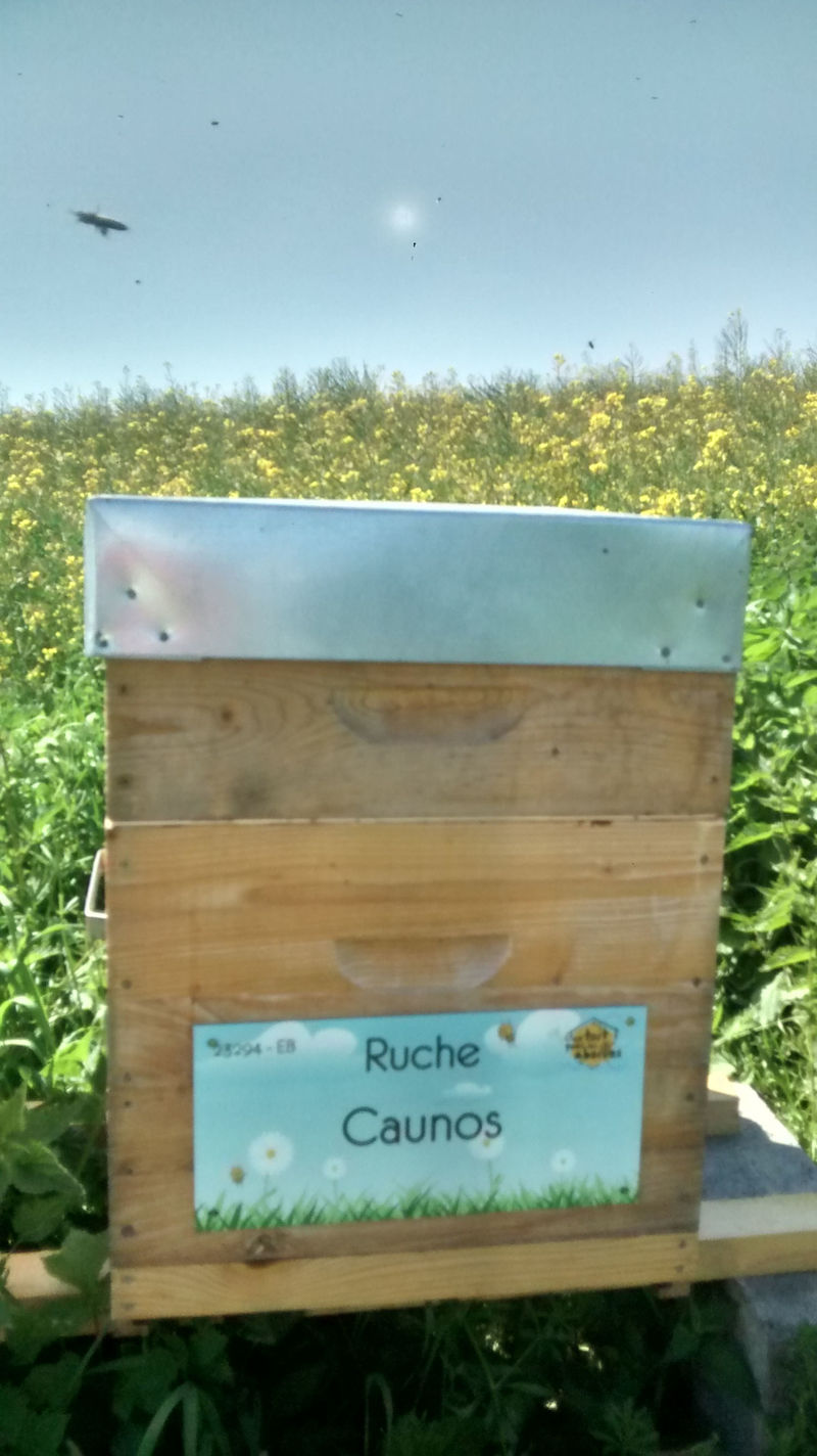 La ruche