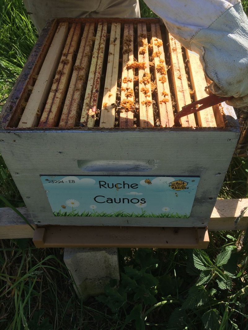 La ruche Caunos