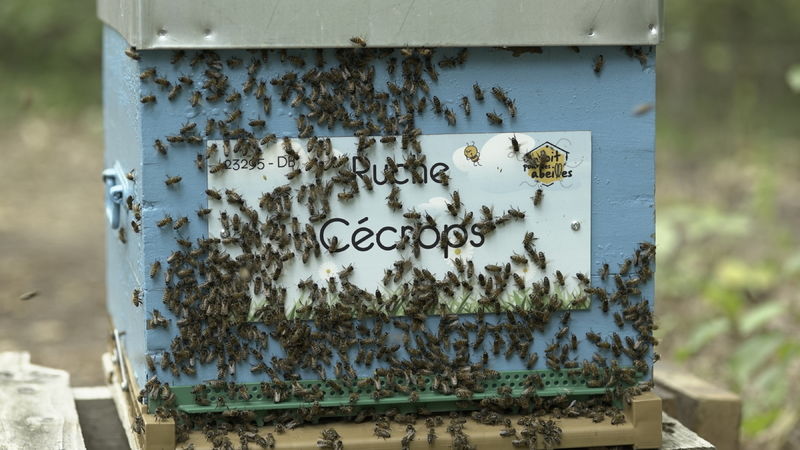 La ruche Cécrops