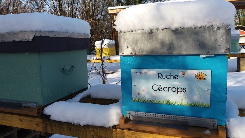La ruche Cécrops